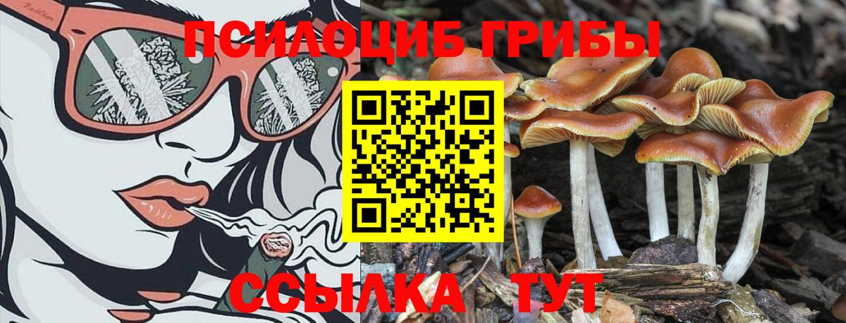 Псилоцибиновые грибы Psilocybine cubensis Усть-Лабинск