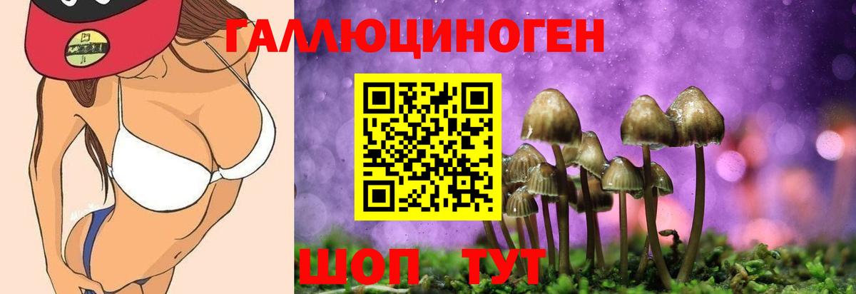 где купить наркотик  Псилоцибиновые грибы прущие грибы  Вход с VPN  Усть-Лабинск  Псилоцибиновые грибы Psilocybe 